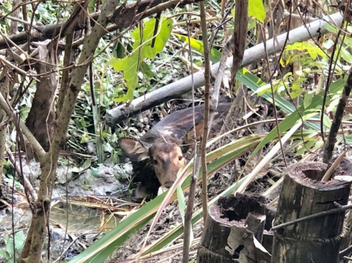 野生動物農損 高雄農民爭取比照石虎生態給付-高信農地土地借款