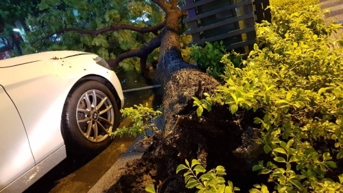 高雄晚上颳強風 路樹壓倒雙B車-高雄汽車借款,高信當舖,高雄合法當舖